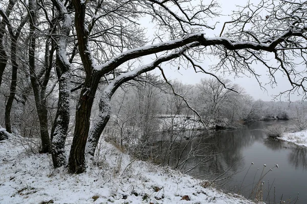Landskap Med Träd Älvstranden Vinterskogen Det Ukraina Stockfoto