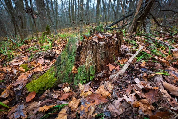 秋の森の緑のモスが付いている古い死んだ木の茎 — ストック写真