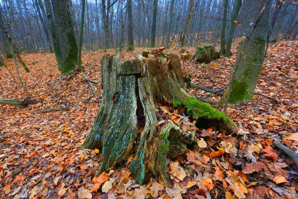 森の古い木製スタブと秋の風景 — ストック写真
