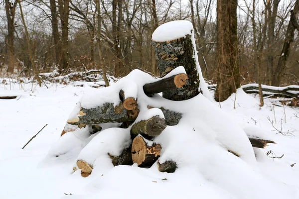 pile of firewood under snow in clearing in winter forest