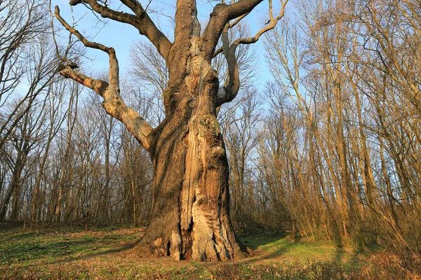 famous oldest oak tree in Ukraine - Maxym Zaliznyak oak