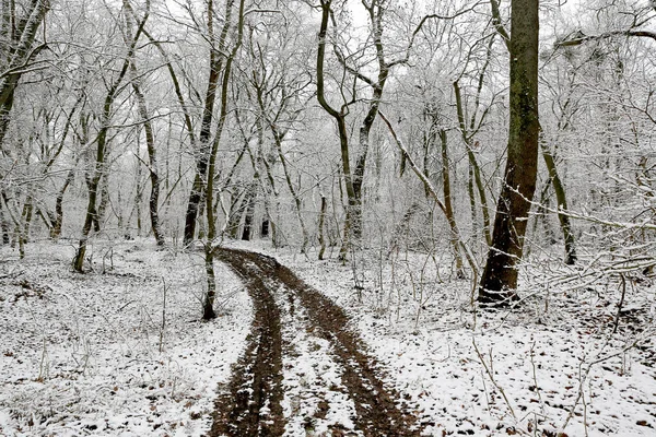 Paisagem Inverno Com Estrada Terra Floresta Profunda Fotos De Bancos De Imagens