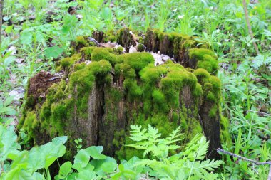 Tahta kütüğün üzerindeki yeşil yosun manzarası