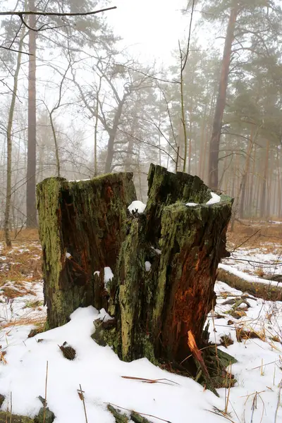 Paisagem Com Velho Toco Madeira Morto Floresta Nebulosa Imagens De Bancos De Imagens