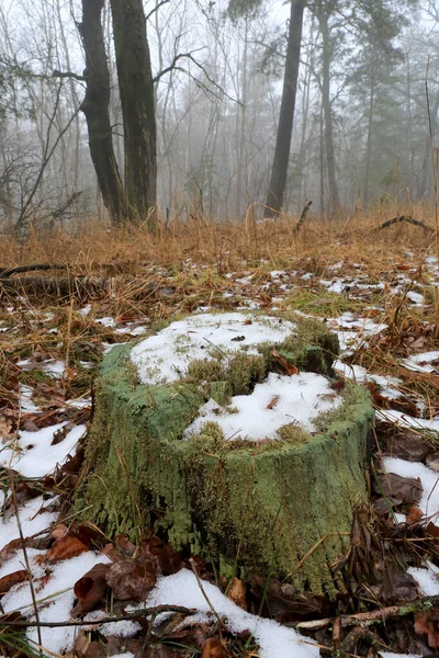 Landscape with last melted snow on old wooden stump in misty forest