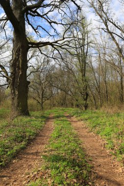 Bahar ormanında toprak yol sahnesi