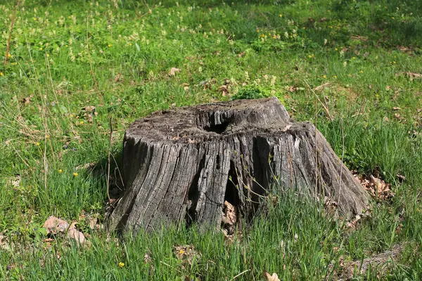 绿色春天草甸上的老木柴树桩 图库图片