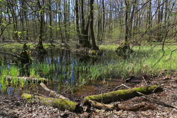 Krajobraz Starą Drewnianą Kłodą Bagnie Lesie Wiosennym Zdjęcie Stockowe