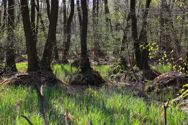 Tájkép Elárasztott Fákkal Lápon Erdőben Stock Kép