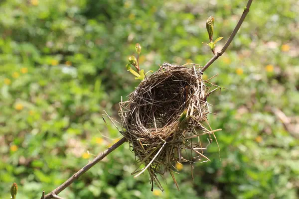 Ptačí Hnízdo Větvičce Jarním Lese Stock Obrázky