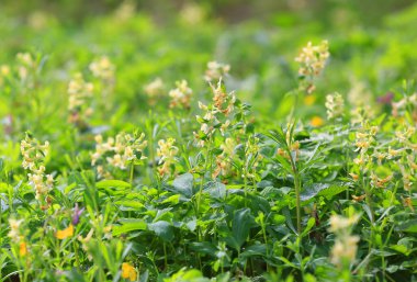 Aydınlık bahar gününde yabani çiçek çayırı