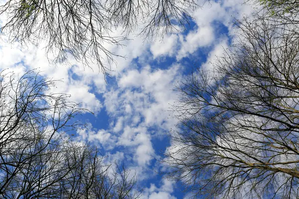 森の葉のない木々を通して青空の春の雲を見る ストックフォト