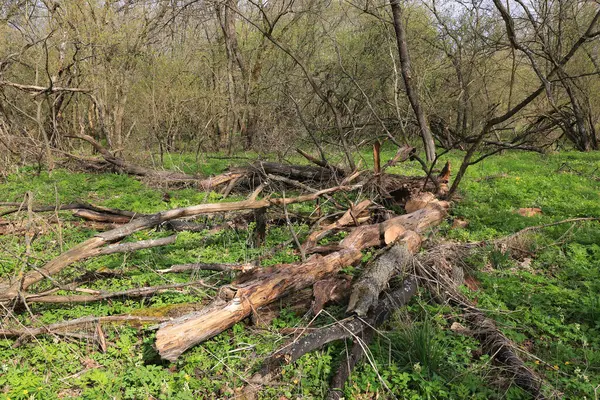 Bahar Ormanındaki Yeşil Çayır Üzerinde Yaşlı Ölü Bir Ağaç - Stok İmaj