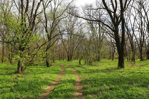 Landscape Dirt Road Spring Forest Royalty Free Stock Photos