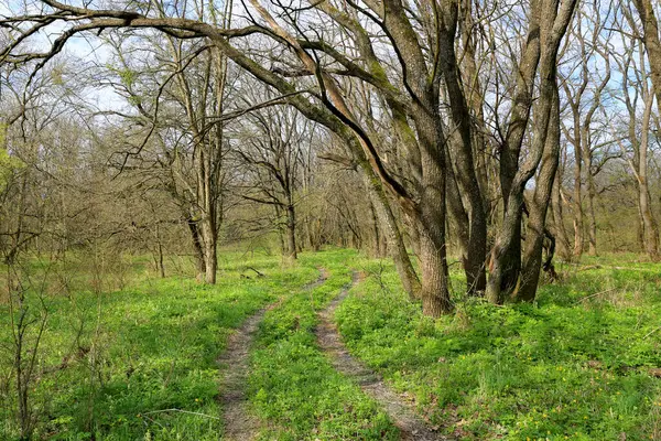 Пейзаж Доріжкою Весняному Лісі Ліцензійні Стокові Фото
