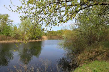 Ormandaki nehirle bahar manzarası