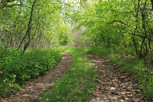 Scena Polną Drogą Wiosennym Lesie Zdjęcie Stockowe