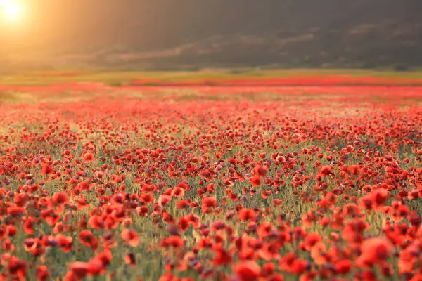 Ландшафт Красным Диким Маком Цветочный Луг Горной Долине Стоковое Изображение