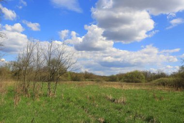 Güneşli bir günde bozkırda yeşil çayırlar ve yapraksız ağaçlar.