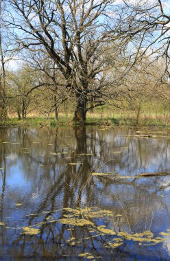 Ormandaki gölde yapraksız büyük bir ağacın olduğu bahar manzarası.