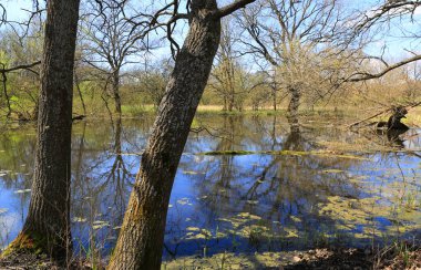 Güneşli bir günde bahar ormanlarında bataklık manzarası. Ukrayna 'dan al.