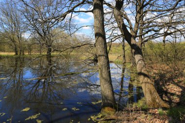 Vahşi ormanda bataklıkla kaplı bahar manzarası