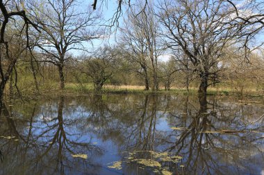İlkbahar ormanlarında vahşi göl ile bahar manzarası