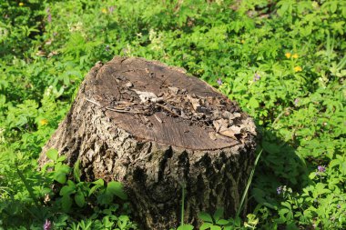 Bahar ormanında soyut yaşlı ağaç kütüğü