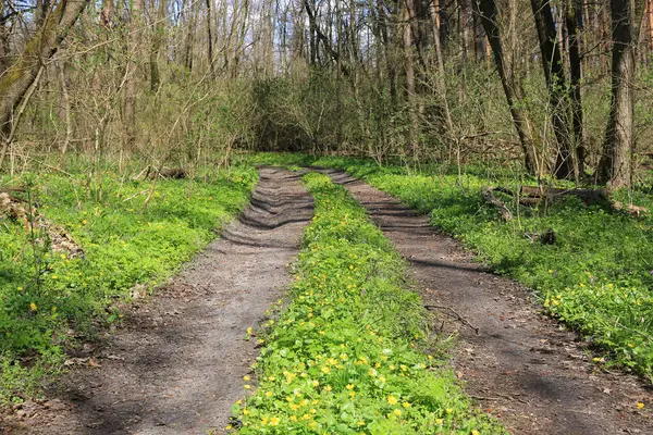 阳光明媚的森林中的春景与车辙路 免版税图库图片