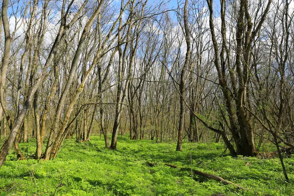 Landschaft Mit Grünem Gras Blattlosen Frühlingswald lizenzfreie Stockbilder
