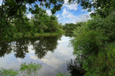 Ormandaki gölde yaz manzarası