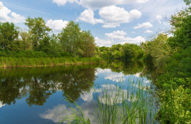 Nice summer landscape with small river in forest