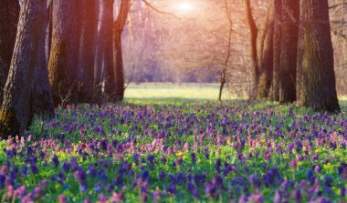 ormandaki güzel vahşi bahar çiçekleri