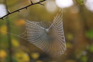 Örümcek ağıyla sonbahar ormanlarında sabah çiğ taneleri