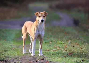 Sonbahar çayırında sabahları komik köpek.