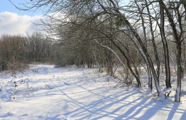 Güneşli ormanda yolu olan kış manzarası