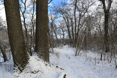 Kış meşesi ormanında patenli manzara