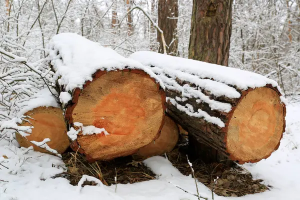 Kış ormanlarında kar altında çam ağaçları kesiyorlar.