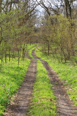Güneşli bir günde orman yolu olan bahar manzarası.