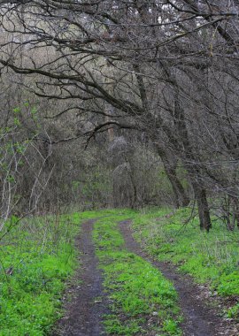 Bahar ormanlarında toprak yollu manzara