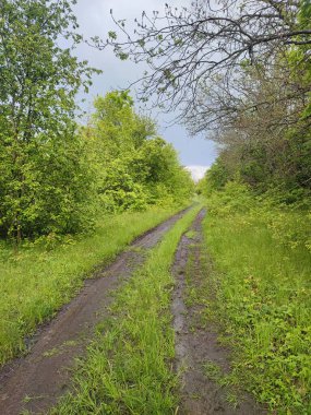 Yeşil ormanda yağmur yağdıktan sonra toprak yol manzarası