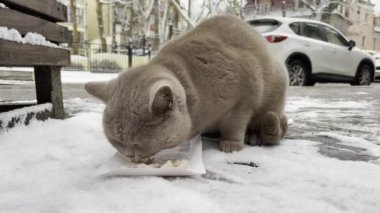 Masum pofuduk kedi karlı sokakta yemek yerken şehirde başıboş gezerken kağıttan yemek bırakmış.
