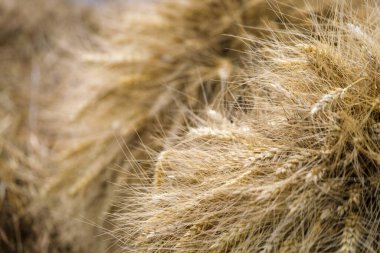 Yaz günü çiftlikte hasat zamanı taze buğday dikenlerinin yumuşak odak noktası.