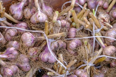 Yukardan taze sarımsaklı, kuru kökleri plastik halatlarla bağlanmış ve market tezgahına yerleştirilmiş.