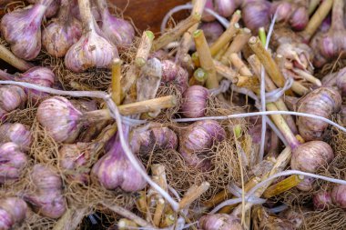 Yukardan taze sarımsaklı, kuru kökleri plastik halatlarla bağlanmış ve market tezgahına yerleştirilmiş.