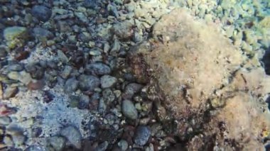 Deniz tabanında yaşayan bilinmeyen birinin el kamerasıyla çekilmiş fotoğrafı.