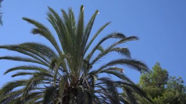 Güneşli yaz gününde rüzgarda dalgalanan yeşil yapraklı egzotik palmiye ağacının düşük açılı el kamerası görüntüsü.