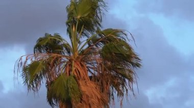 Plajda fırtınalı bir akşamda rüzgarda dalgalanan kanatlı tropikal palmiye ağacının el kamerasından.
