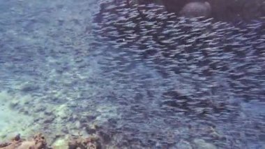 Güneşli denizin temiz sularında mercan yakınlarında yüzen küçük egzotik balık sürüsü.