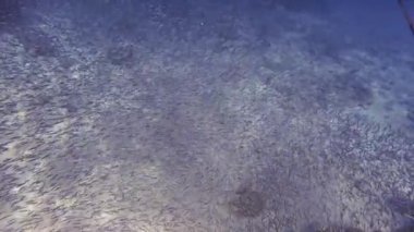 Kızıl Deniz 'in temiz sularında yüzen küçük balık sürüsünün el kamerası görüntüsü.